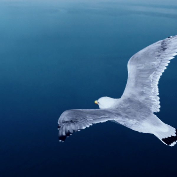 Matt the seagull flies high with the new campaign created by InTesta – Armando Testa Group