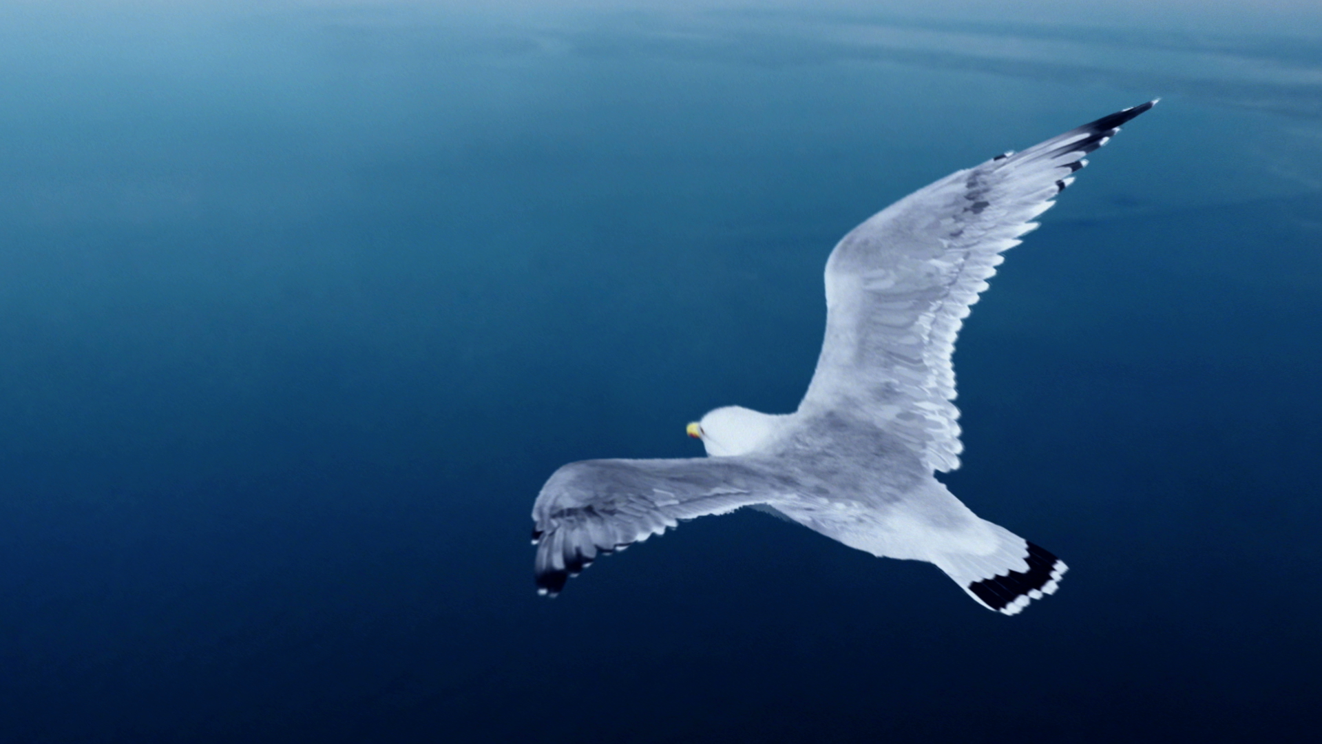 Matt the seagull flies high with the new campaign created by InTesta – Armando Testa Group
